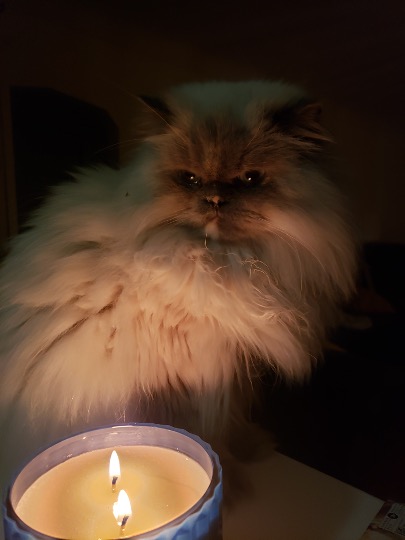 Olive the cat